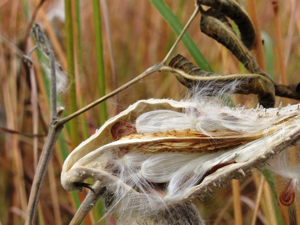 Milkweed seeds