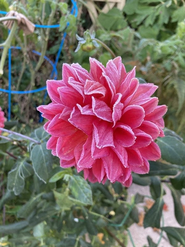 4th longest growing season in the Twin Cities finally ends