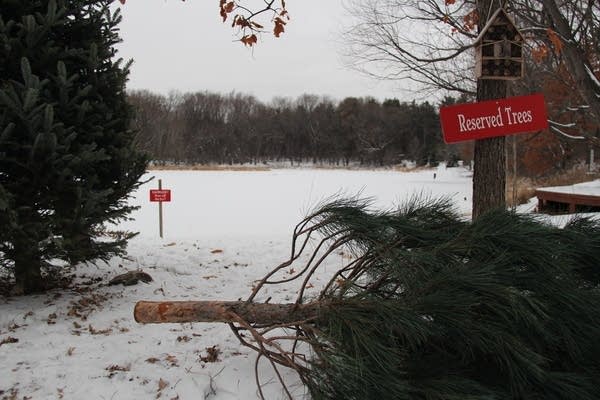 A felled tree sits near the pond at Krueger's Christmas tree farm.