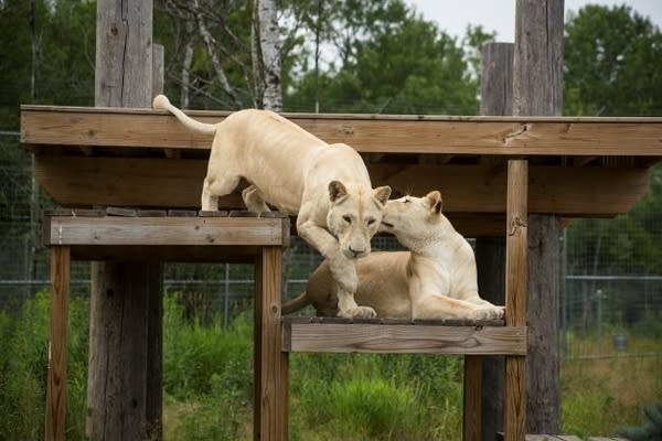 Two white lionesses walk along a large structure.
