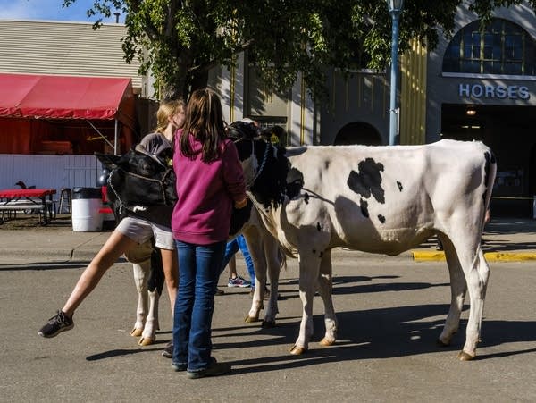 Two girls wrangle cows outside the cattle barn