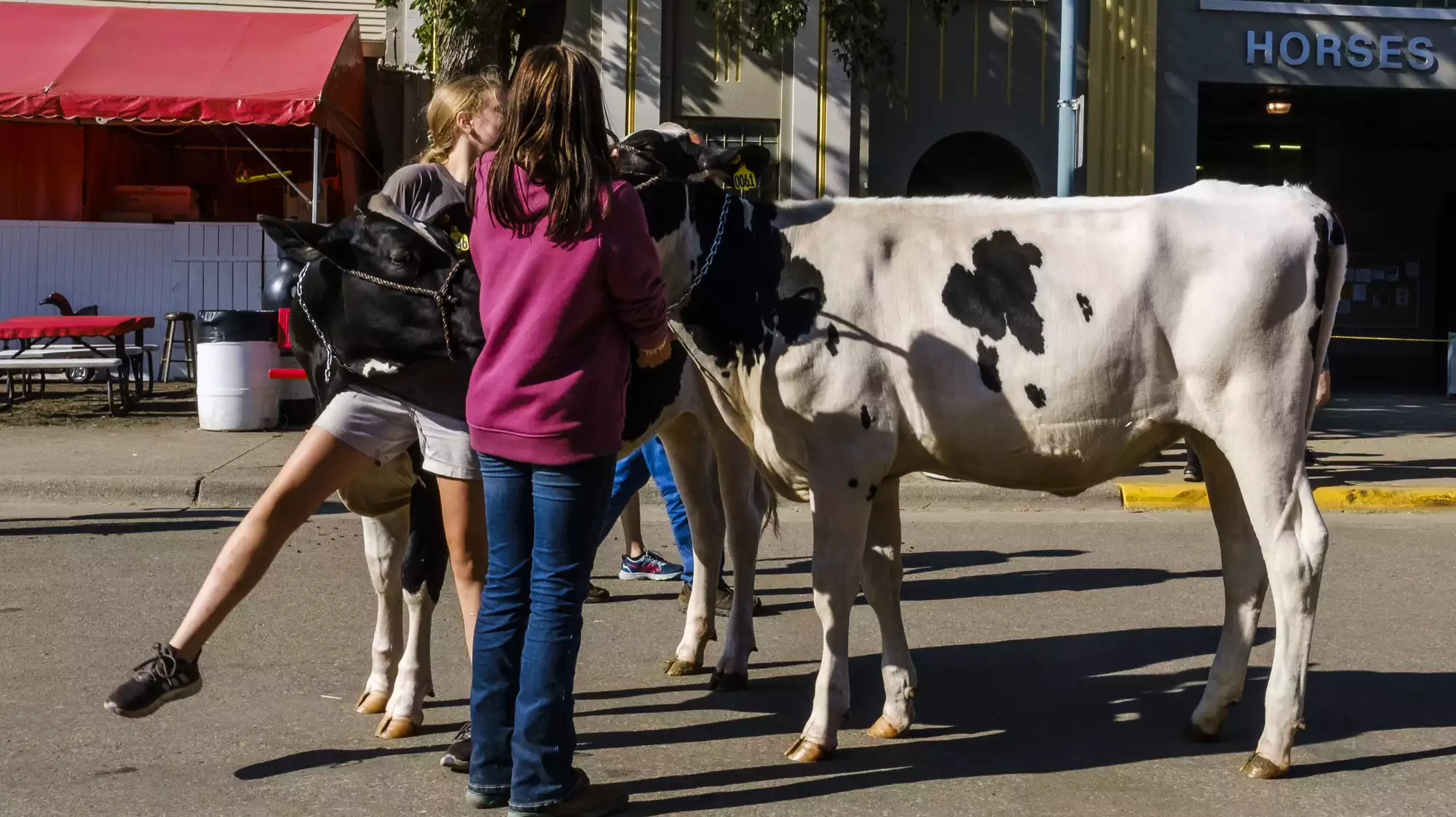 New influenza testing rule for dairy cows going to Minnesota fairs - Vimarsana News