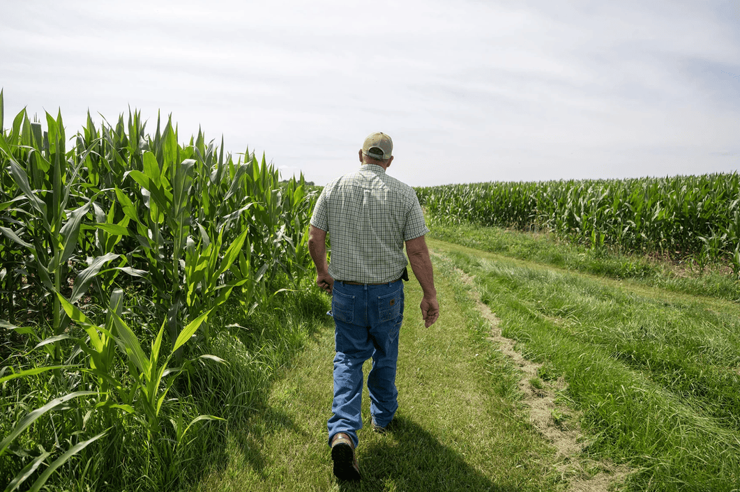 A man walks through a corn field