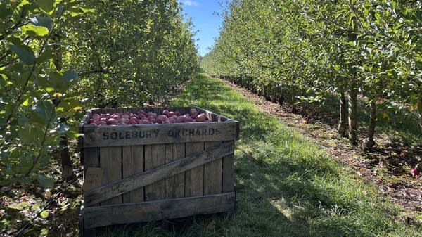 To offer visitors at least some semblance of an apple-picking experience this year, Smith bought tons of apples from orchards in upstate New York and put massive bins of them out among the trees for people to pick. “Sort of the best we can do at this point,” he said.