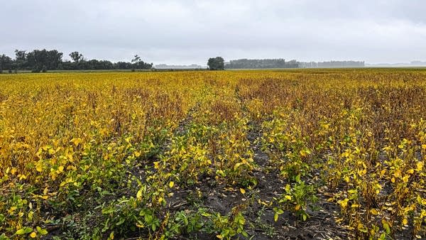 soybeans 