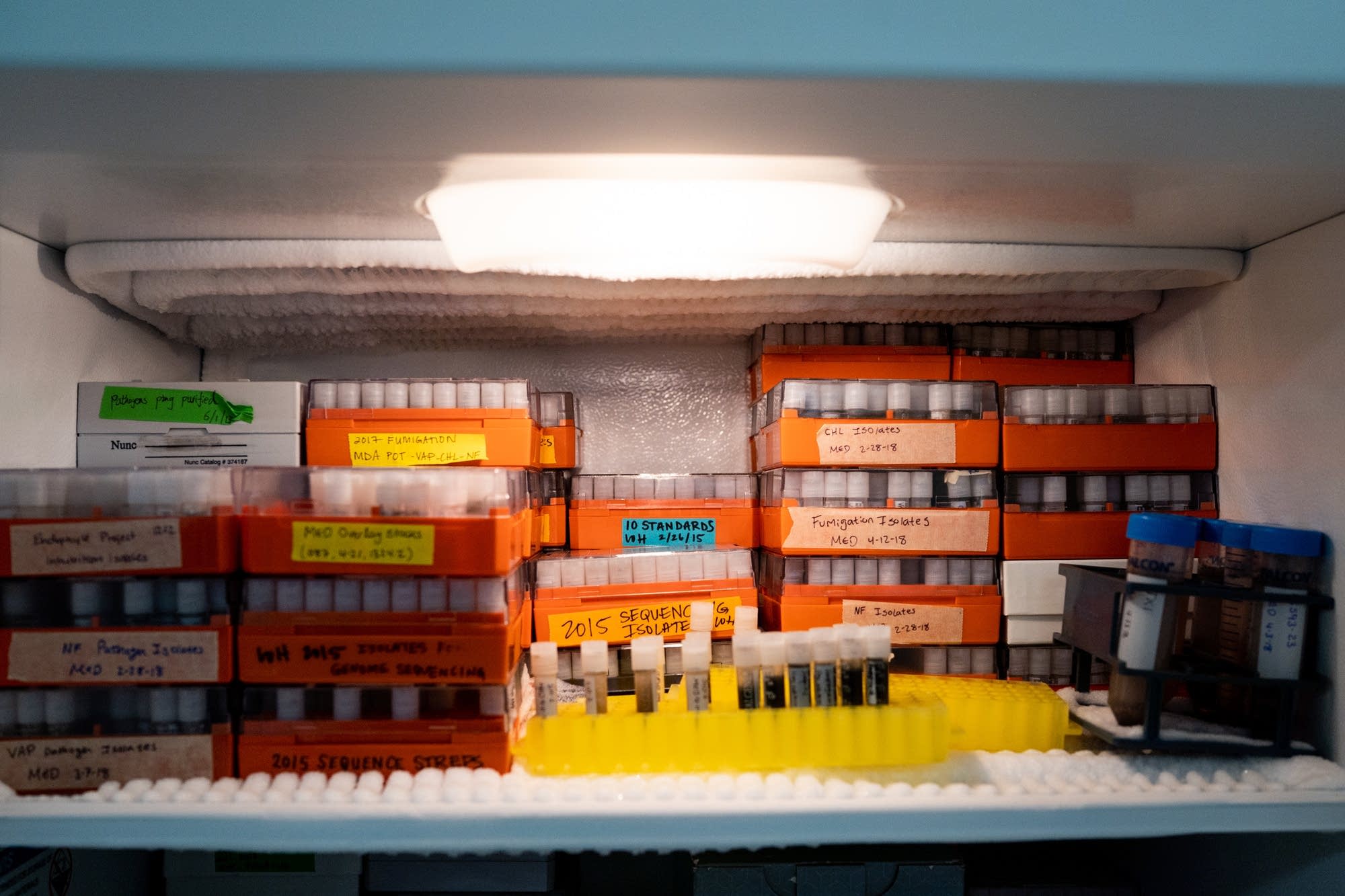 Hundreds of sample soil isolates sit in a freezer.