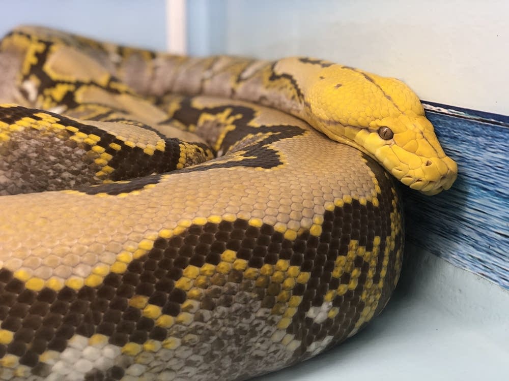 Reptile show at the Minnesota State Fair goes on without founder | MPR News