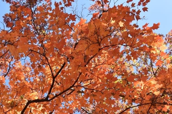 Warm autumn temps continue; nothing spooky in the Halloween forecast