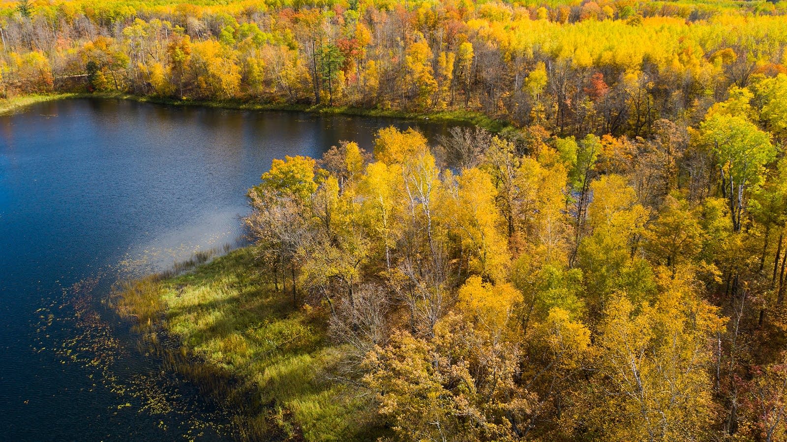 Conservation group buys remaining Potlatch land in Minnesota MPR News
