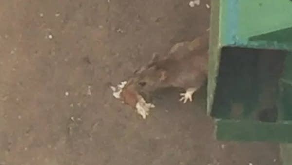 Rodents fail to charm Duluth