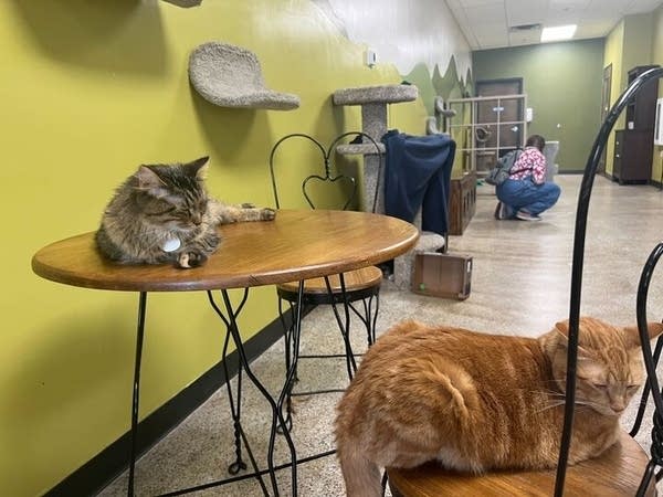 Cats lay on table