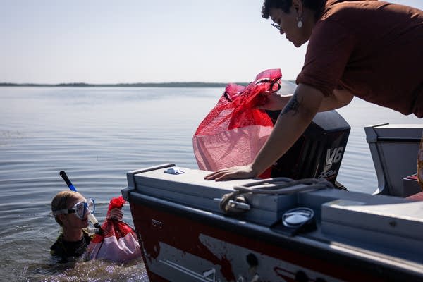 A diver passes a bag of plants to someone on a boat