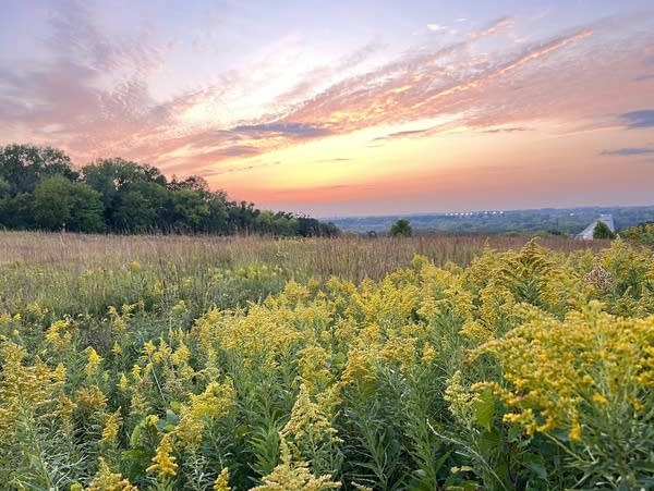 Prairie wildflowers in bloom