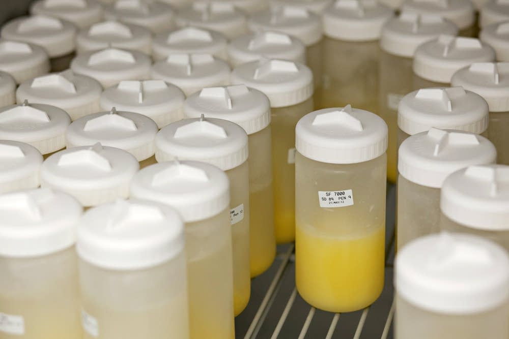 Goose egg yolks