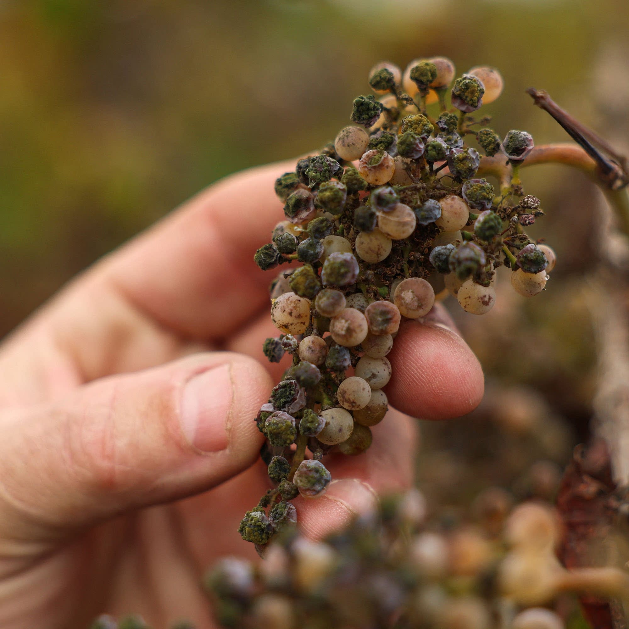 California wine grapes rot on the vine