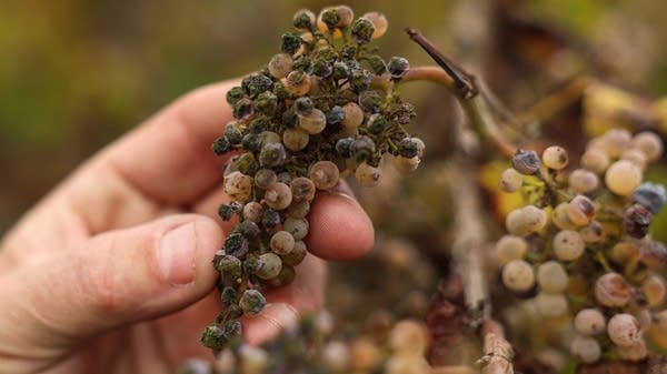 California wine grapes rot on the vine