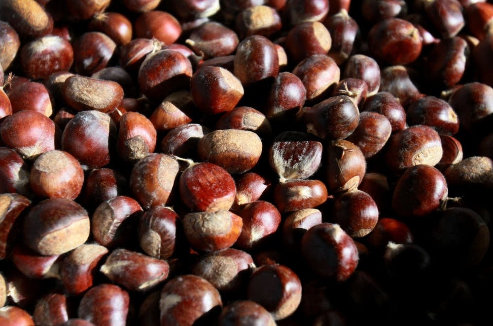 MN tree researchers, foodies give American chestnut a second chance MPR News