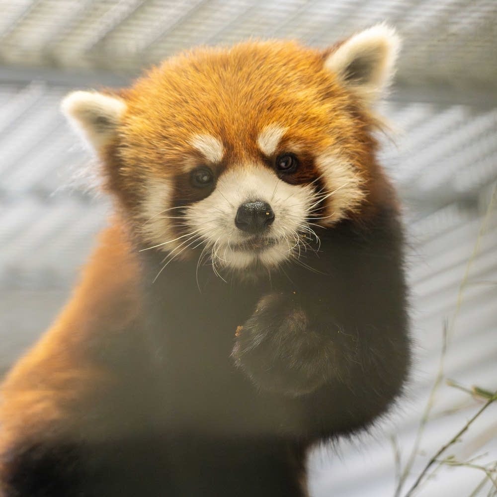 Red panda brothers make their debut at the Minnesota Zoo | MPR News