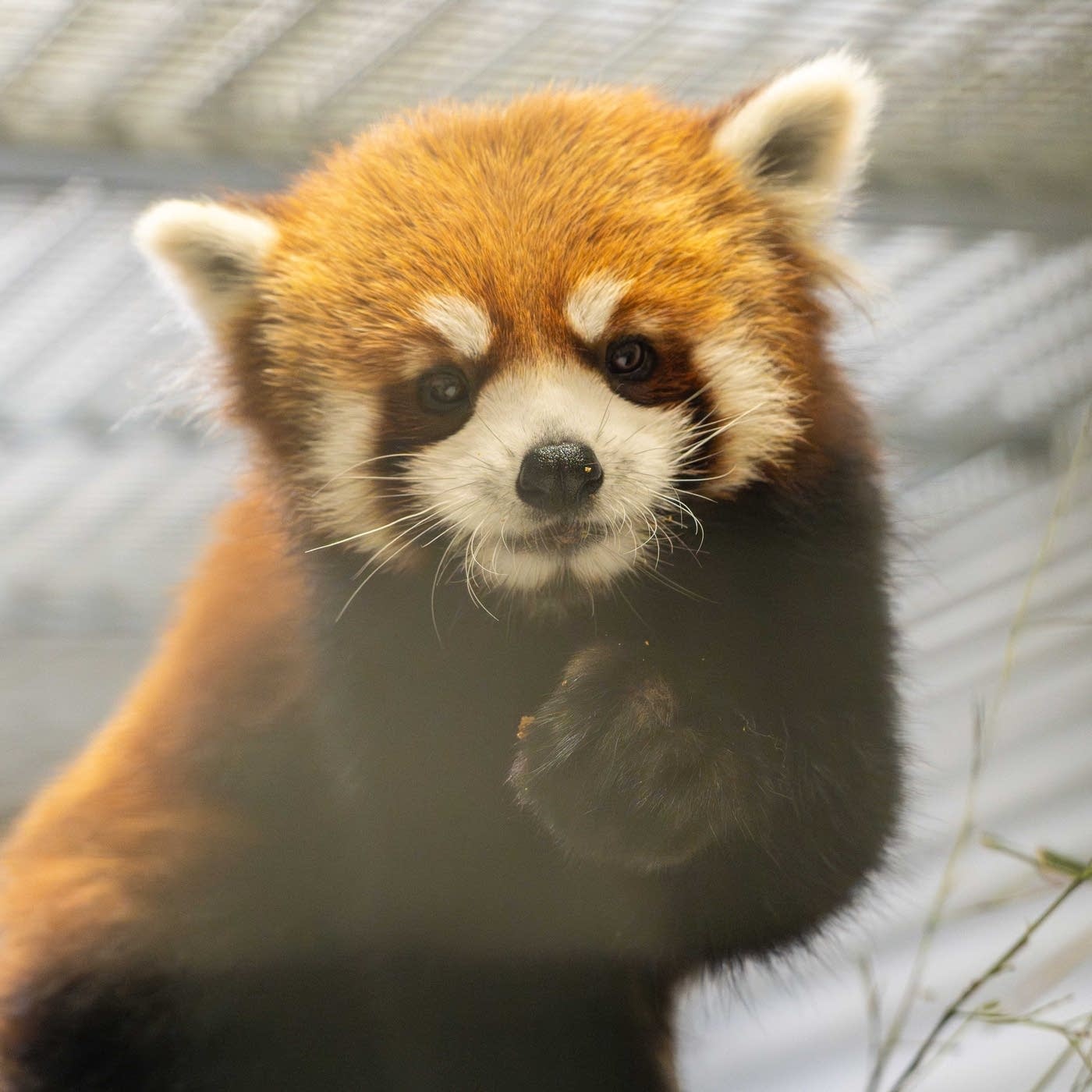 Red panda Pale 初代 d96c70-20250603-mnzooredpanda-