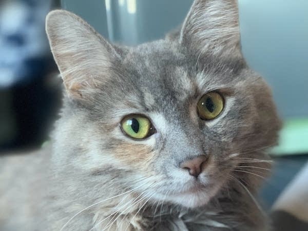 Thank You, Stranger: A simple note changed the course of a cat owner's grief