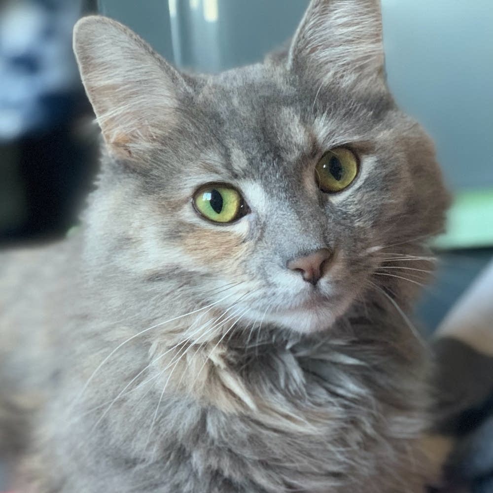 見返り猫美人　Cat Beauty looking back ColBase