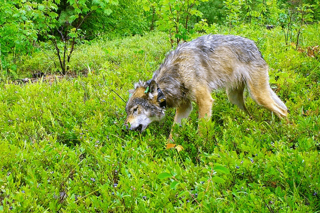 A wolf is eating blueberries.