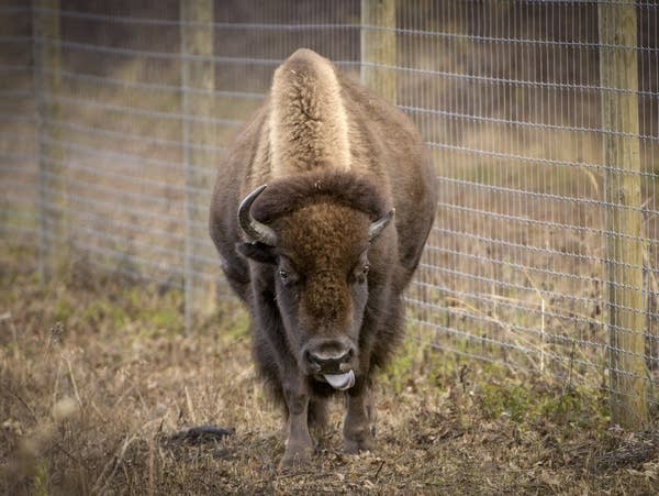 Bison roam a rehabilitated prairie pasture