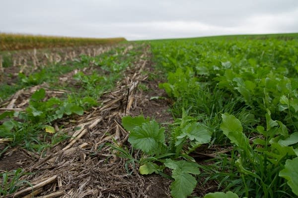 Radishes as cover crops near Northfield