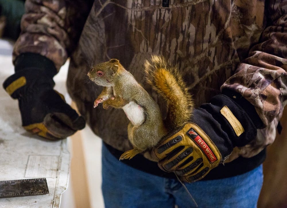 Frozen red squirrel