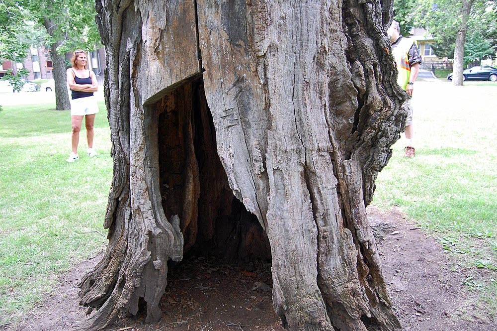 Hollow tree