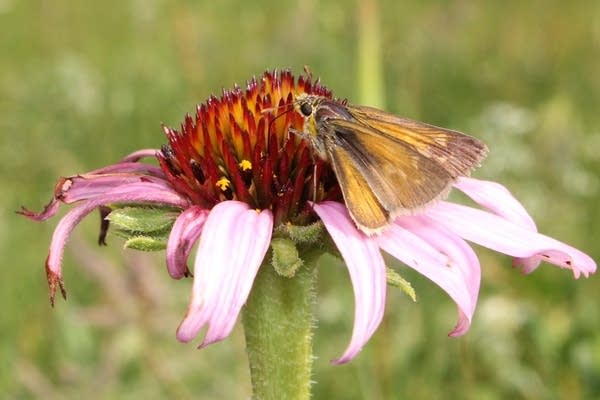 Female Dakota skipper butterfly