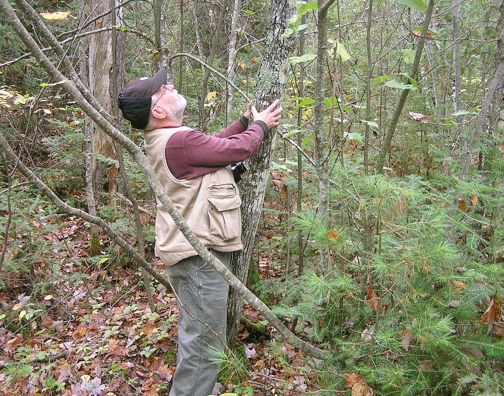 Naturalist Bill Tefft of Ely examines a red maple.