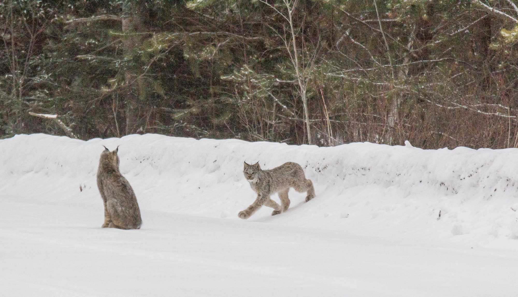 A group of Canada lynx, likely a female lynx with her four kittens