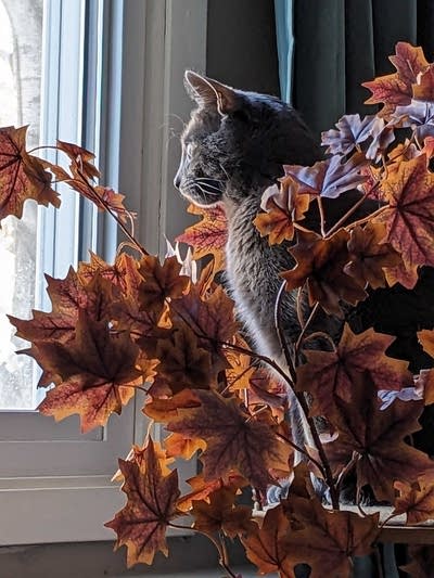 pets of public radio