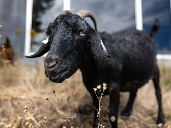 A black goat eats the stem of a plant