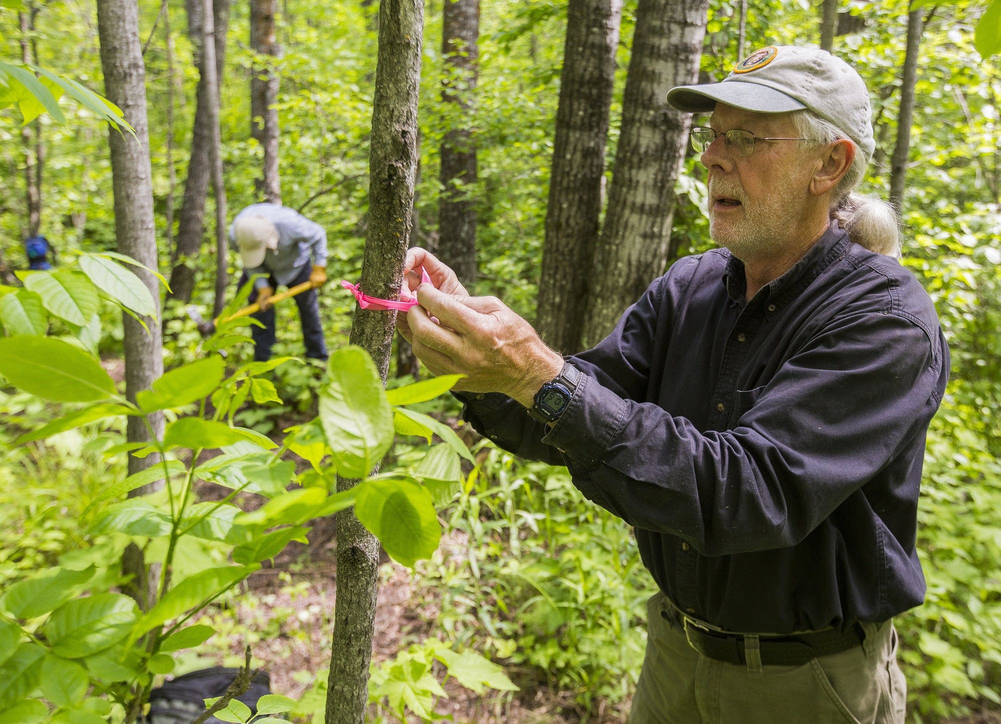 Rubin Sensing ties a pink flag along the trail.
