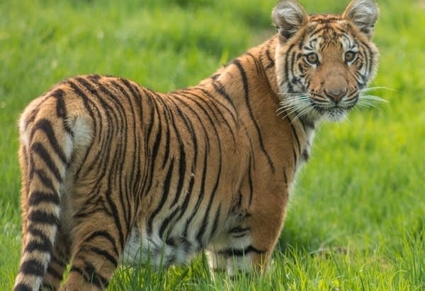 A tiger stands in a grassy field.