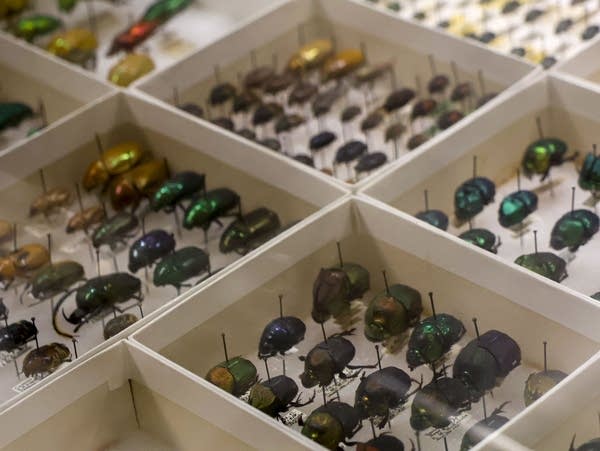 Beetle species on display at The Elsie Welter Natural History Museum at Concordia College in Moorhead on Tuesday, July 2, 2024.
