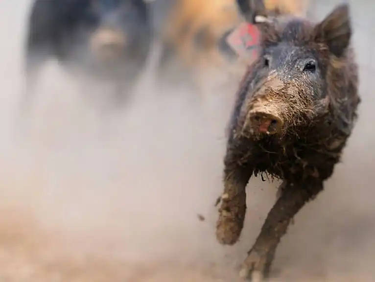 ★MPB Wild Boar★SR★Fade bream 2★ ☆MPB Wild Boar☆SR☆Fade bream 2☆ WavEnforcer Double-Sided Boar Fade