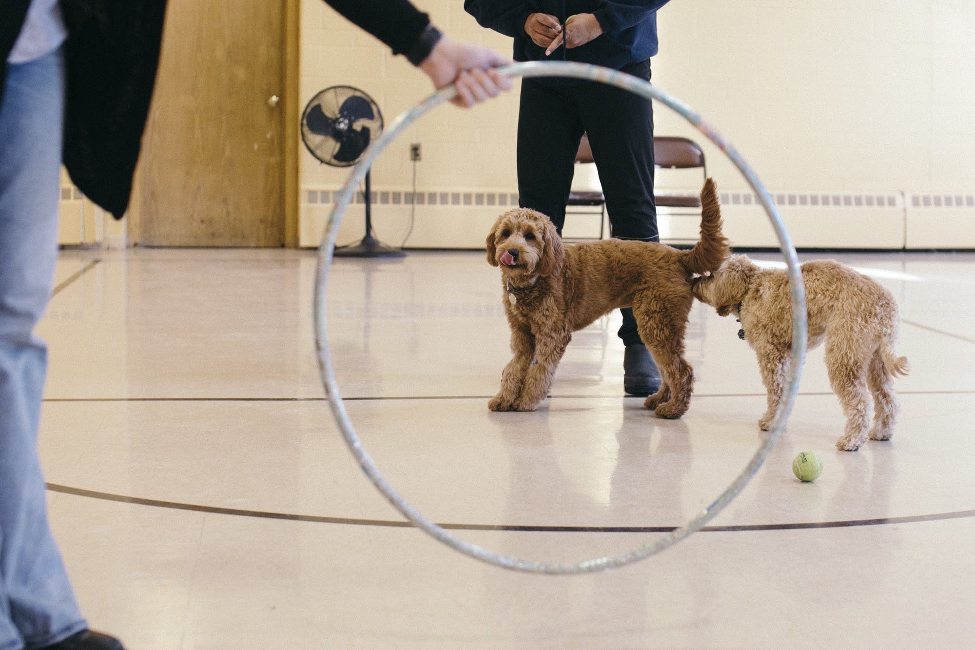 Izzie eyes a hula hoop that she will not jump through.