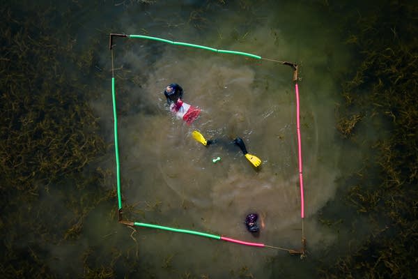 Three divers harvest invasive plants in a lake