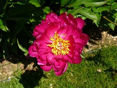 may peony