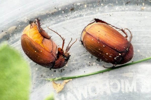 Two small insects.