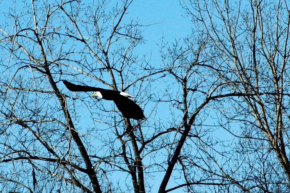 Eagle in flight