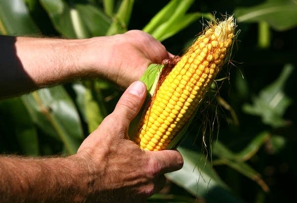 Farmers Look To South America As Crop Price Indicator MPR News
