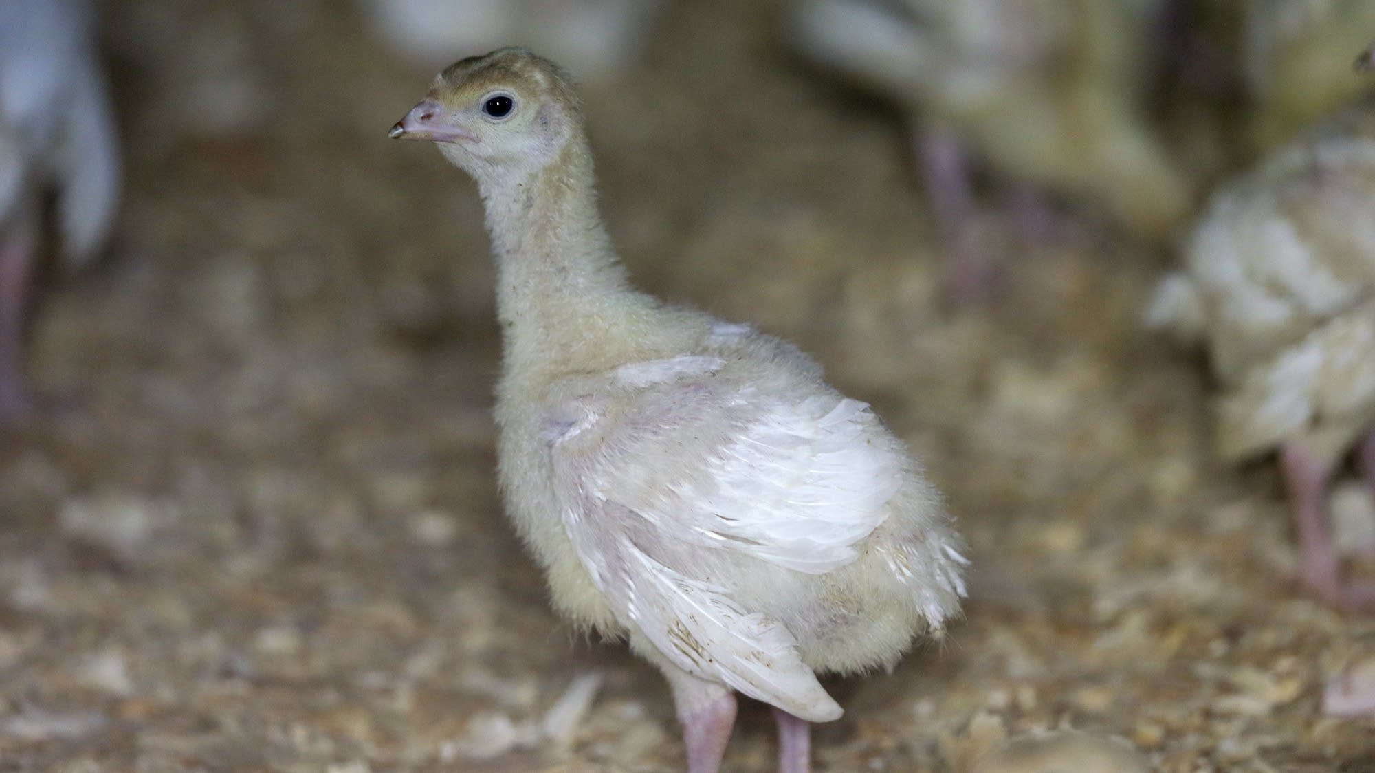 Bird flu reappears in U.S. commercial poultry flocks in Utah and South Dakota - Vimarsana News