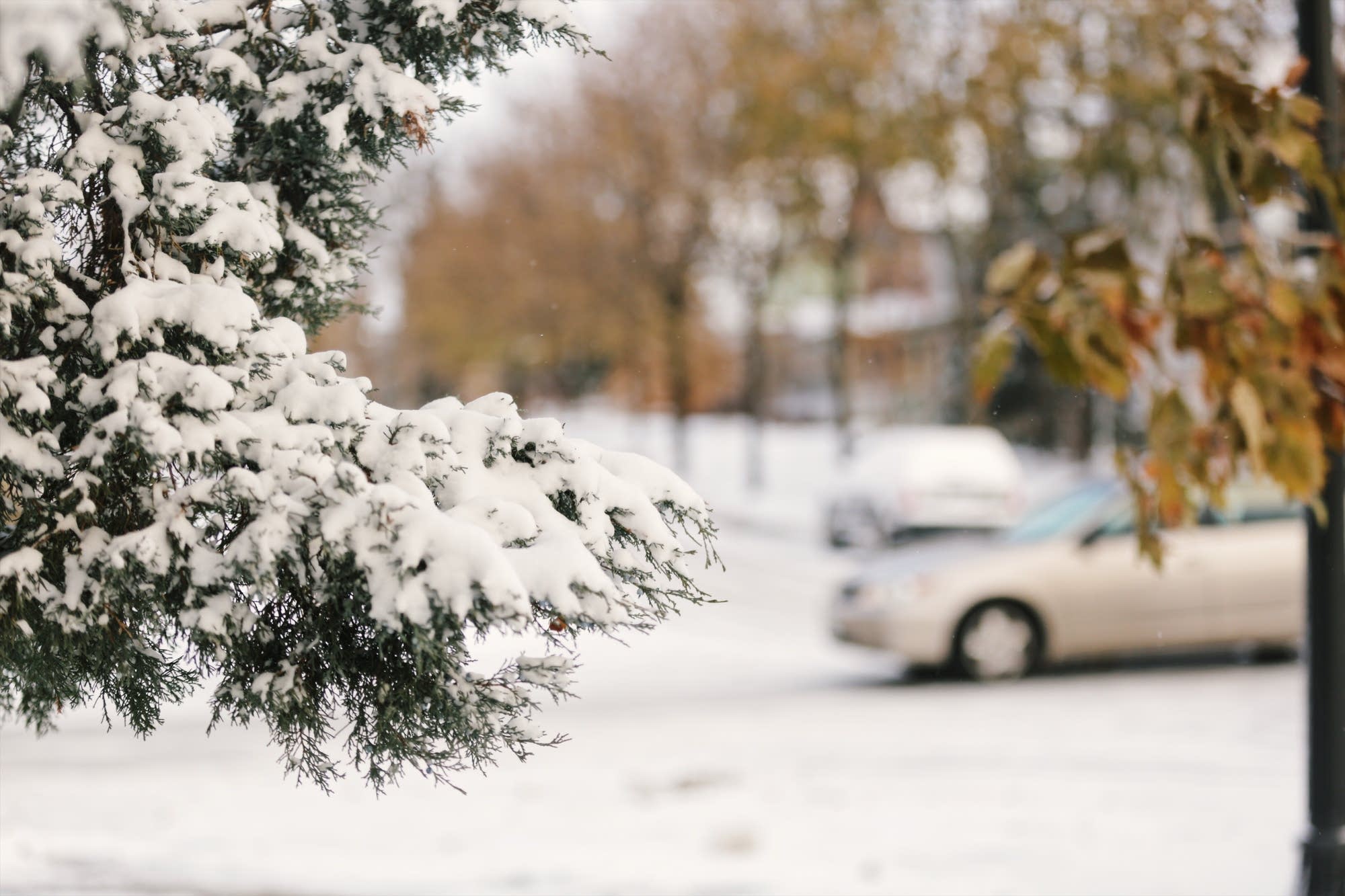 Snow weighs down tree branches in Minneapolis.