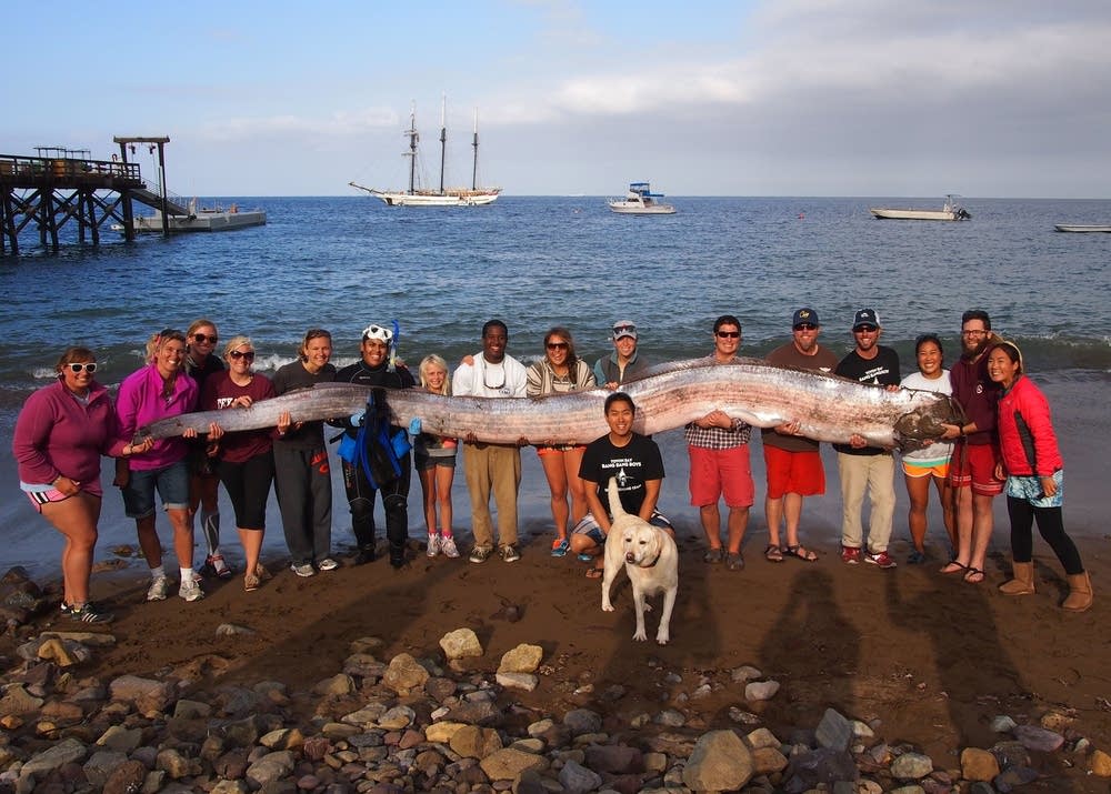 California oarfish