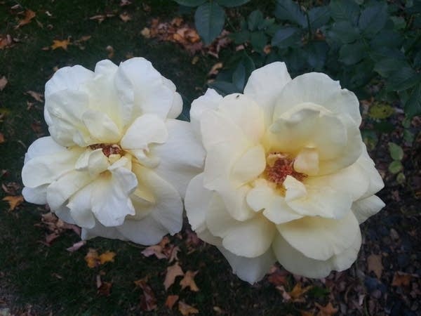 569 last rose of summer