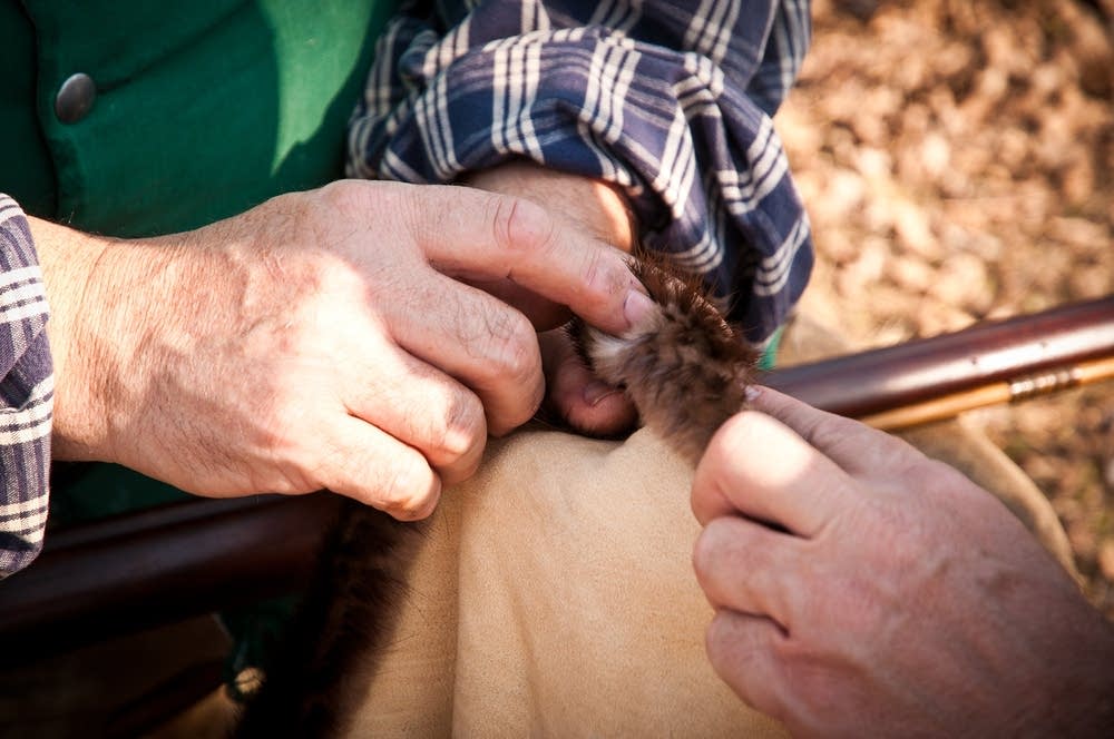 Beaver pelt